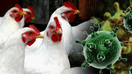 грипп птиц - фото - 1